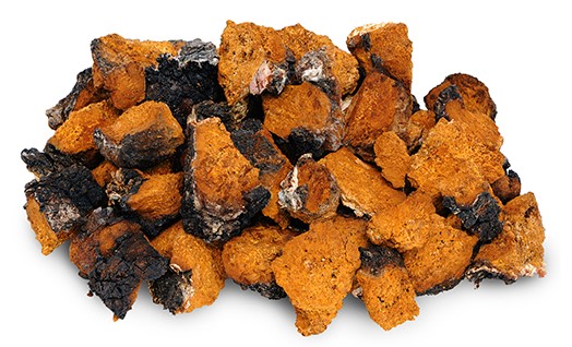 chaga-1